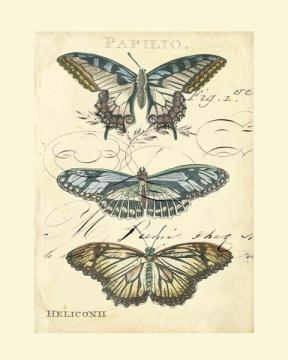 Butterfly Ephemera I