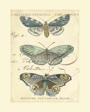 Butterfly Ephemera II