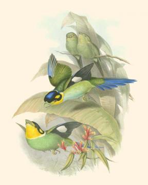 Small Birds of the Tropics I