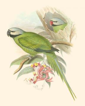 Small Birds of the Tropics II