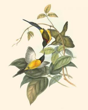 Small Birds of the Tropics IV