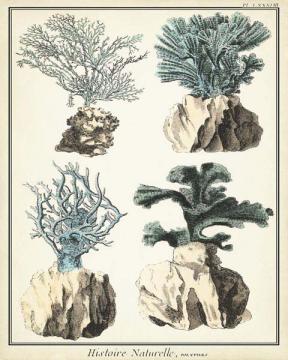 Coral Species III