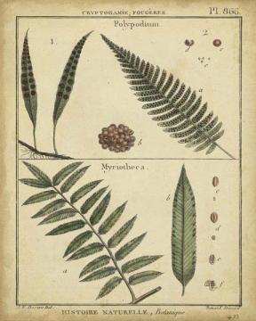 Diderot Antique Ferns III