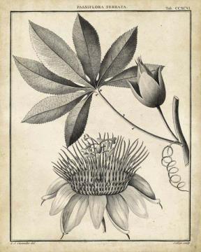 Passiflora II