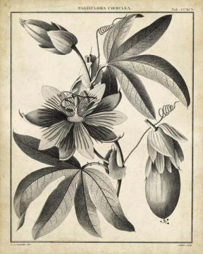 Passiflora III