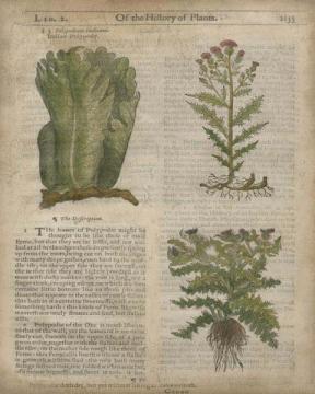 Of The History Of Plants 1133