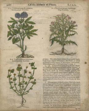 Of The History Of Plants 1186
