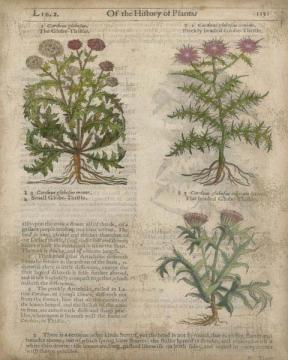 Of The History Of Plants 1151