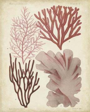 Seaweed Specimen in Coral III