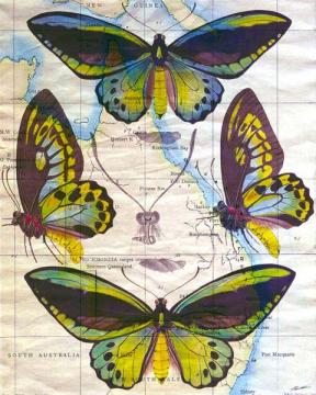 Butterfly Map III