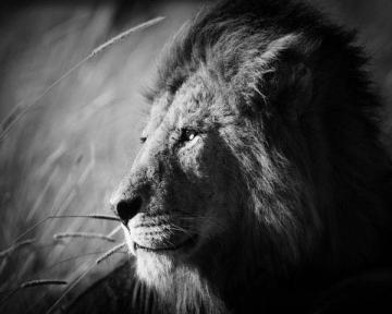 The King Serengeti