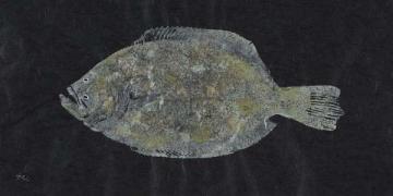 Lost Color Southern Flounder