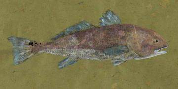 Marsh King Redfish
