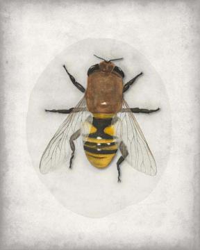 Bee Color Plate