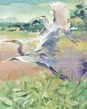 Herons In Flight
