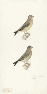 Bird Plate 96