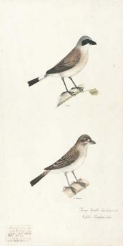 Bird Plate 103