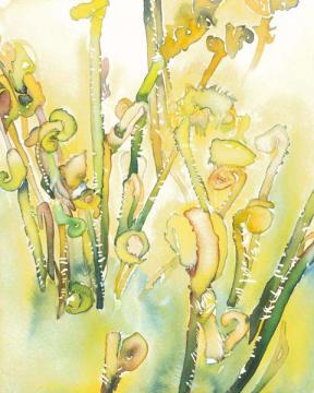 Fiddle Head Ferns