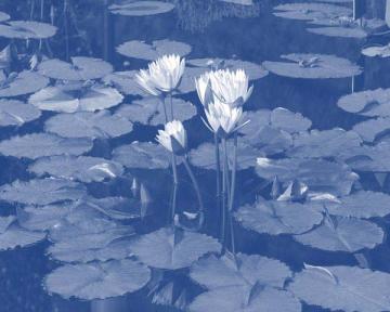 Lilies of the Pond I