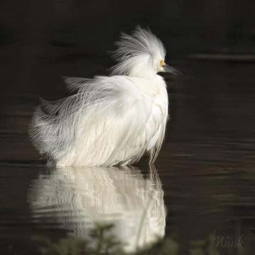 Fluffed Out Egret
