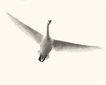 Lone Flying Swan