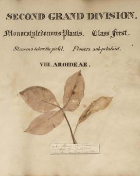 Herbarium 5