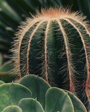 Cactus Study