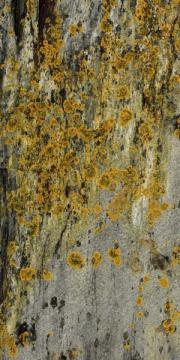 Lichen ON Rock