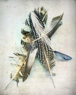 Feather Study No5