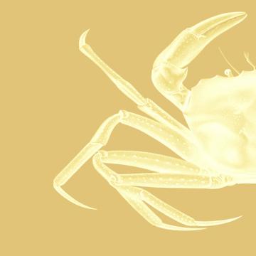 Contrasting Crab in Mustard a