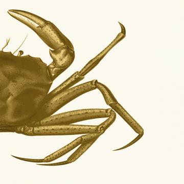 Contrasting Crab in Mustard b