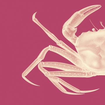 Contrasting Crab in Pink a