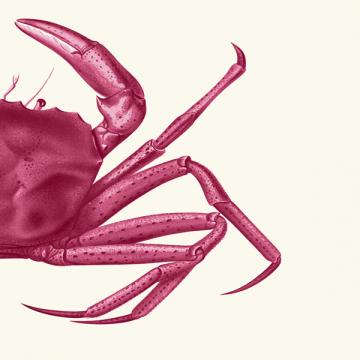 Contrasting Crab in Pink b