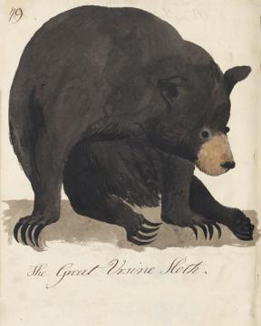 Ursine Sloth Bear