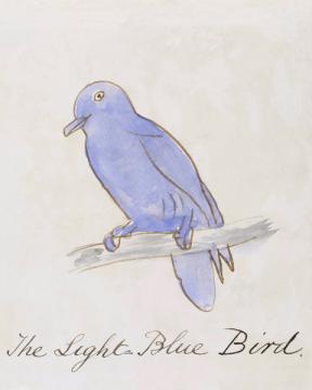 The Light Blue Bird