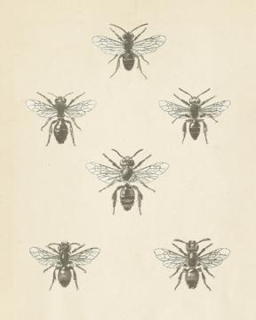 Bee Chart Ii