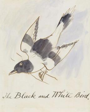 The Black And White Bird