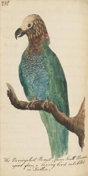 The Variegated Parrot