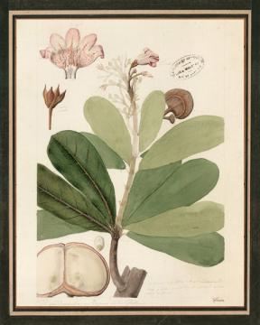 Botanical Iconographic 3