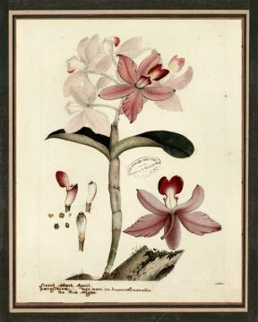 Botanical Iconographic 5