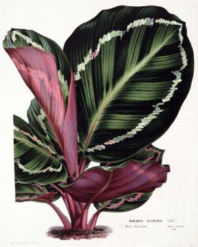 Maranta Illustris