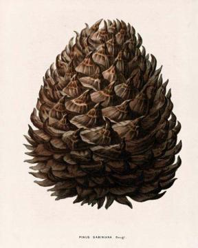 Pinus Sabiniana
