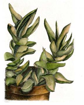 Succulents 1