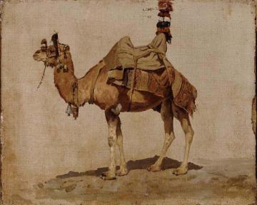Study of a Camel