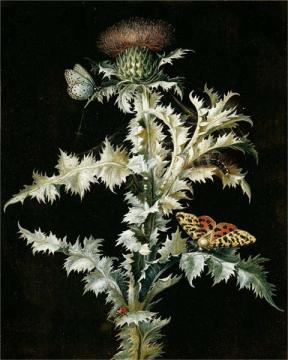 Butterflies And Insects On A Thistle