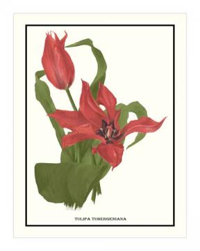 Tulipa Tubergeniana