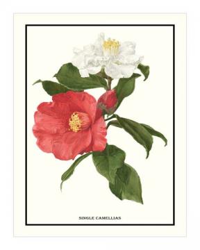 Single Camellias