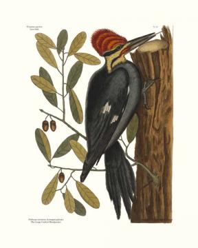 The Large Crefted Woodpecker