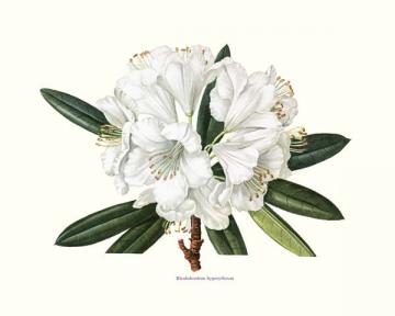 Rhododendron Hyperythrum