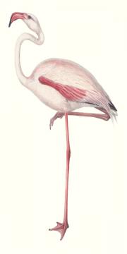 Flamingo Alone 2